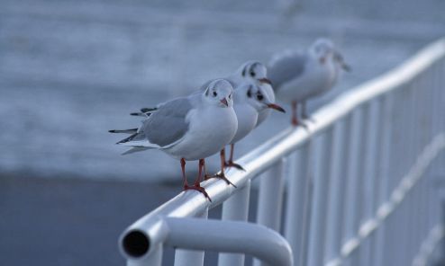 Winterfoto von Czeslaw Gorski-050_möwen-auf-dem-gelaender-des-winterpiers