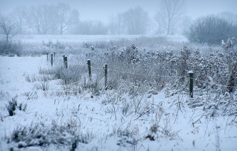 Winterfoto von Czeslaw Gorski-051_feld-und-buesche-mit-frost-bedeckt