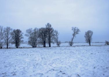 Winterfoto von Czeslaw Gorski-057_einsame-baeume-in-einem-winterfeld