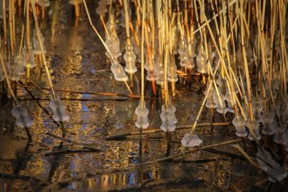 Winterfoto von Czeslaw Gorski-058_eisbaelle-auf-dem-schilf