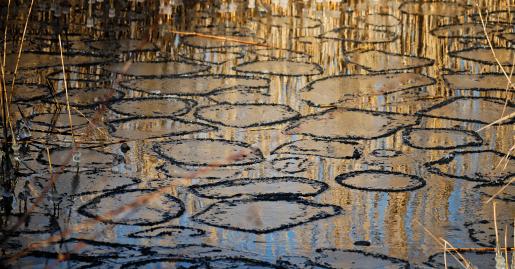 Winterfoto von Czeslaw Gorski-059_eispucks-auf-dem-see