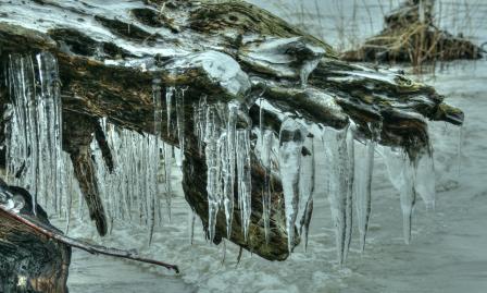 Winterfoto von Czeslaw Gorski-060_eiszapfen-am-stamm