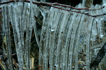 Winterfoto von Czeslaw Gorski-062_eiszapfen-auf-einem-ast-3