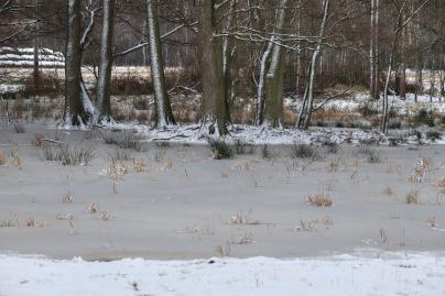 Winterfoto von Czeslaw Gorski-065_gefrorener-sumpf