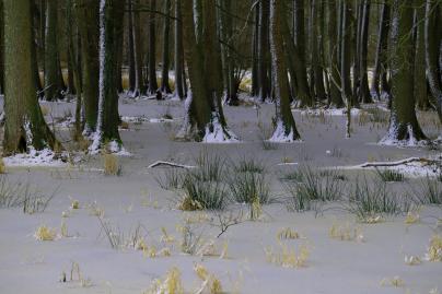 Winterfoto von Czeslaw Gorski-066_gefrorener-sumpf-2