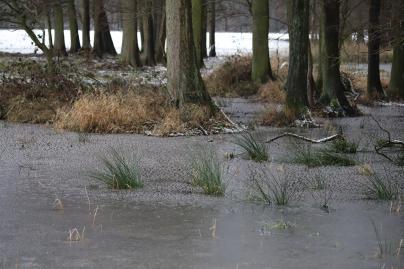 Winterfoto von Czeslaw Gorski-067_gefrorener-sumpf-3