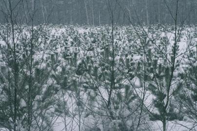 Winterfoto von Czeslaw Gorski-069_junger-winterkiefernwald