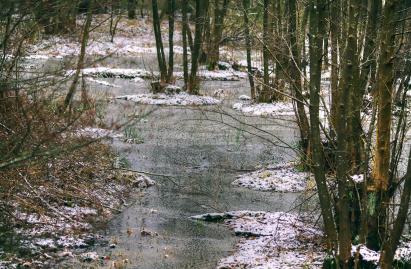 Winterfoto von Czeslaw Gorski-070_sumpfiger-wald-im-winter