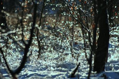 Winterfoto von Czeslaw Gorski-071_winterbuesche-in-der-sonne